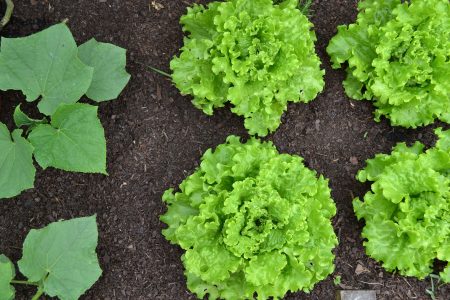 vegetable-garden